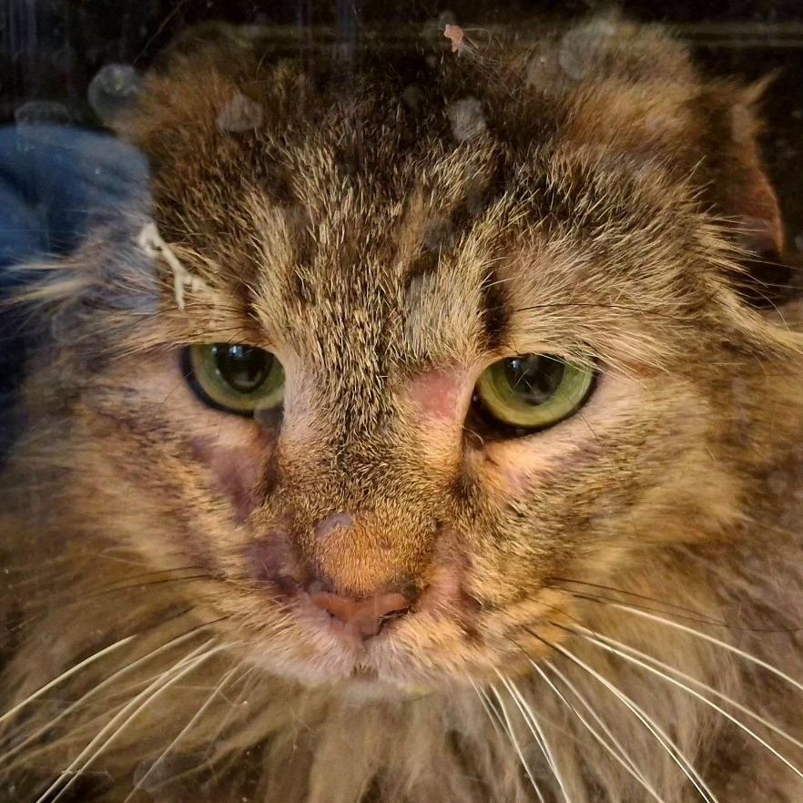 Enlarge Sonic, a Adoptable mixed breed in Brenham, TX image 3/3