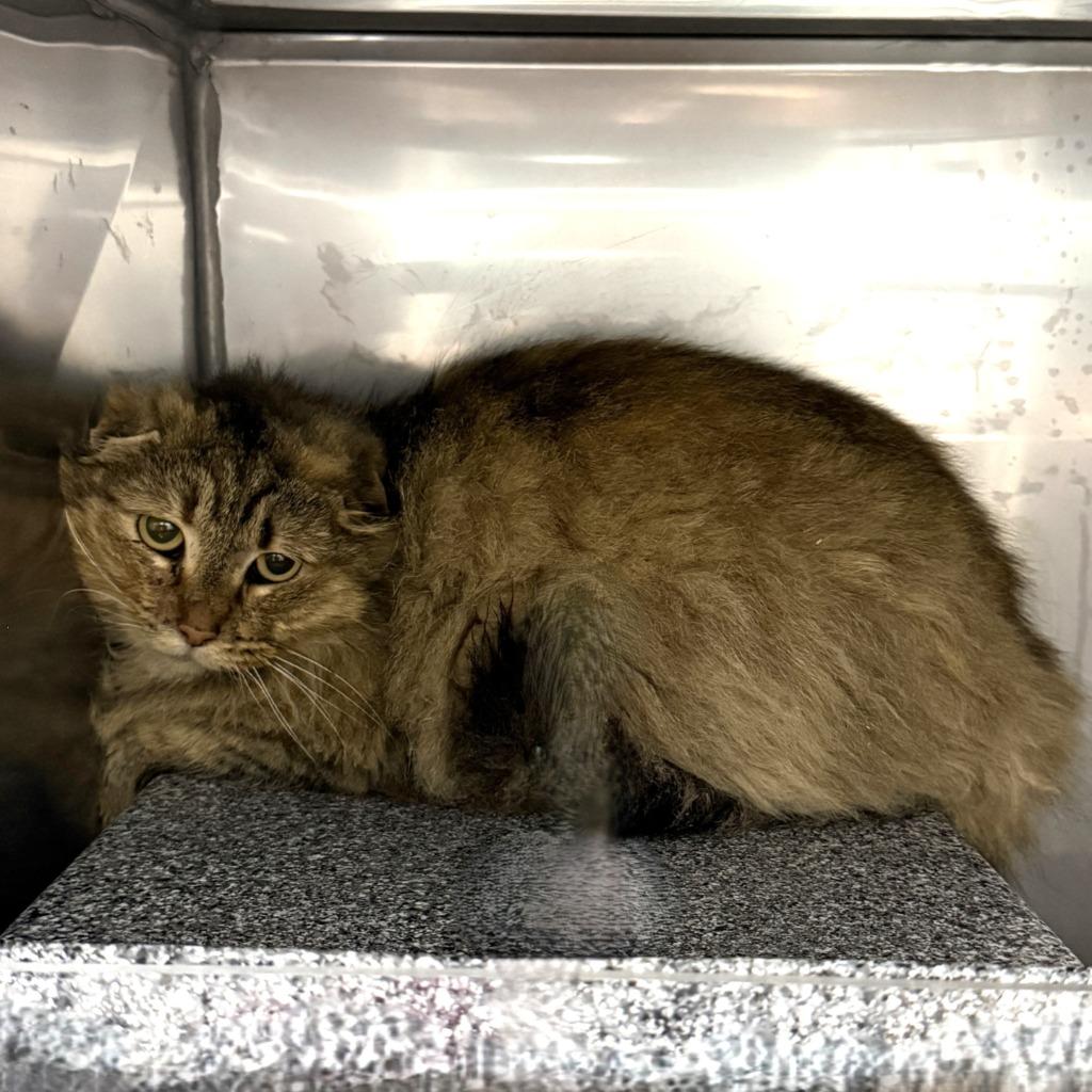 Enlarge Sonic, a Adoptable mixed breed in Brenham, TX image 2/3