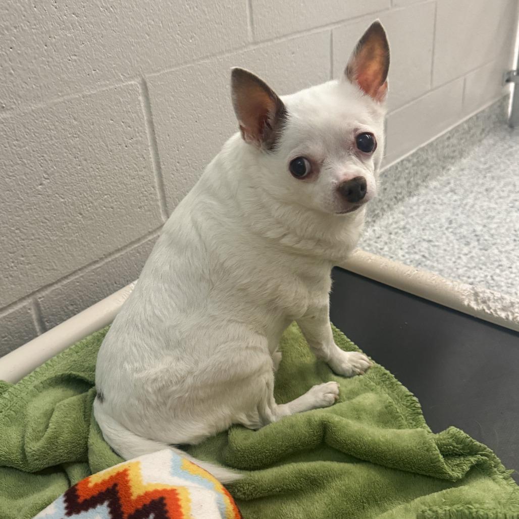 Enlarge Spike, a Adoptable Chihuahua in Fort Wayne, IN image 1/4