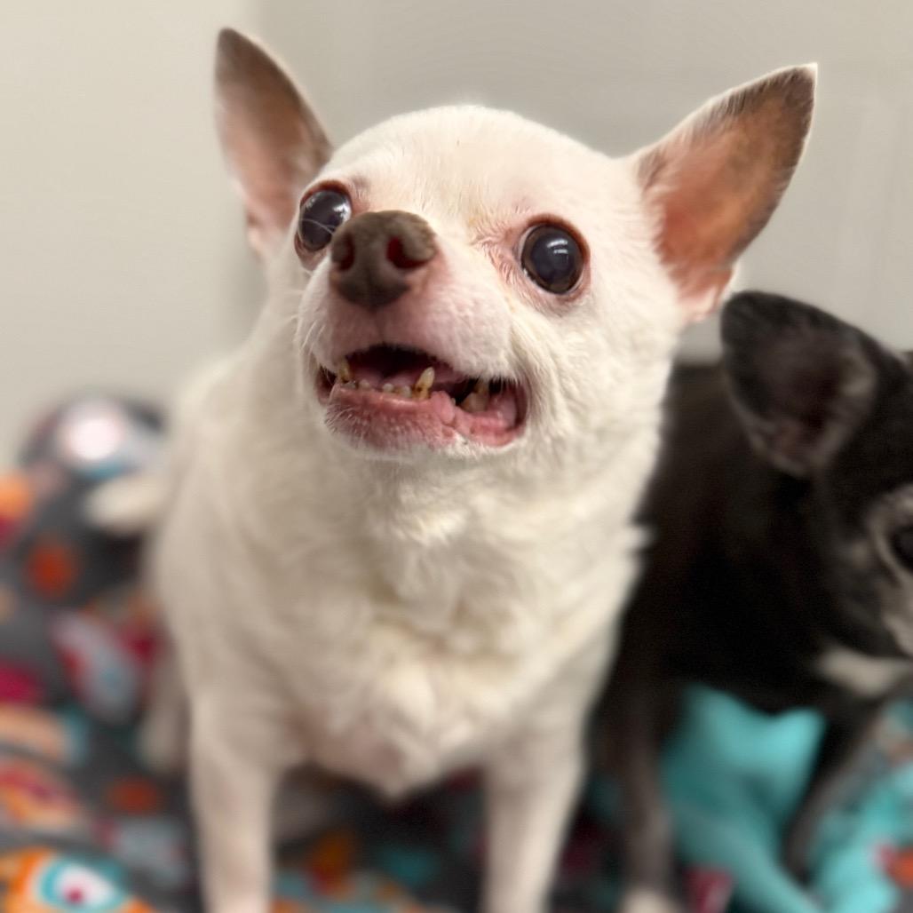 Enlarge Spike, a Adoptable Chihuahua in Fort Wayne, IN image 2/4