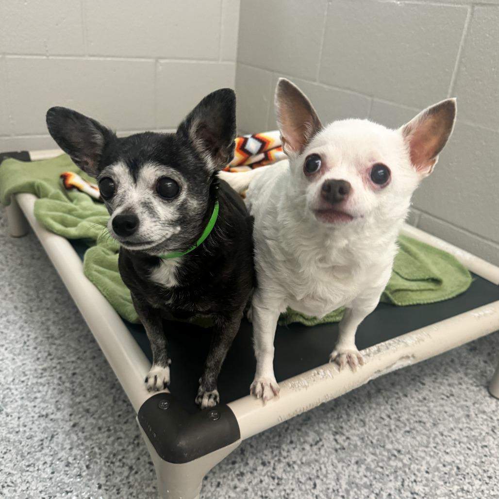 Enlarge Spike, a Adoptable Chihuahua in Fort Wayne, IN image 3/4