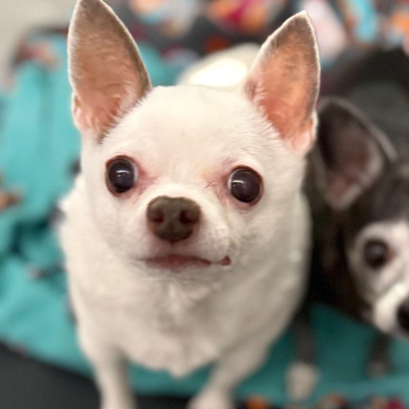 Enlarge Spike, a Adoptable Chihuahua in Fort Wayne, IN image 4/4