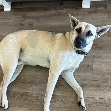 Enlarge Peanut, a Adoptable mixed breed in Belton, TX image 2/5