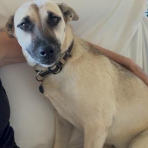 Enlarge Peanut, a Adoptable mixed breed in Belton, TX image 4/5