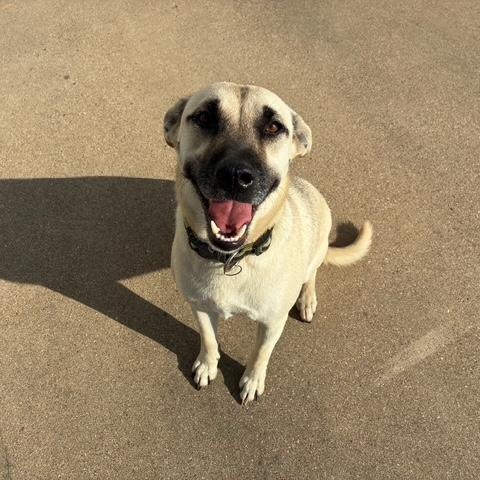 Enlarge Peanut, a Adoptable mixed breed in Belton, TX image 5/5