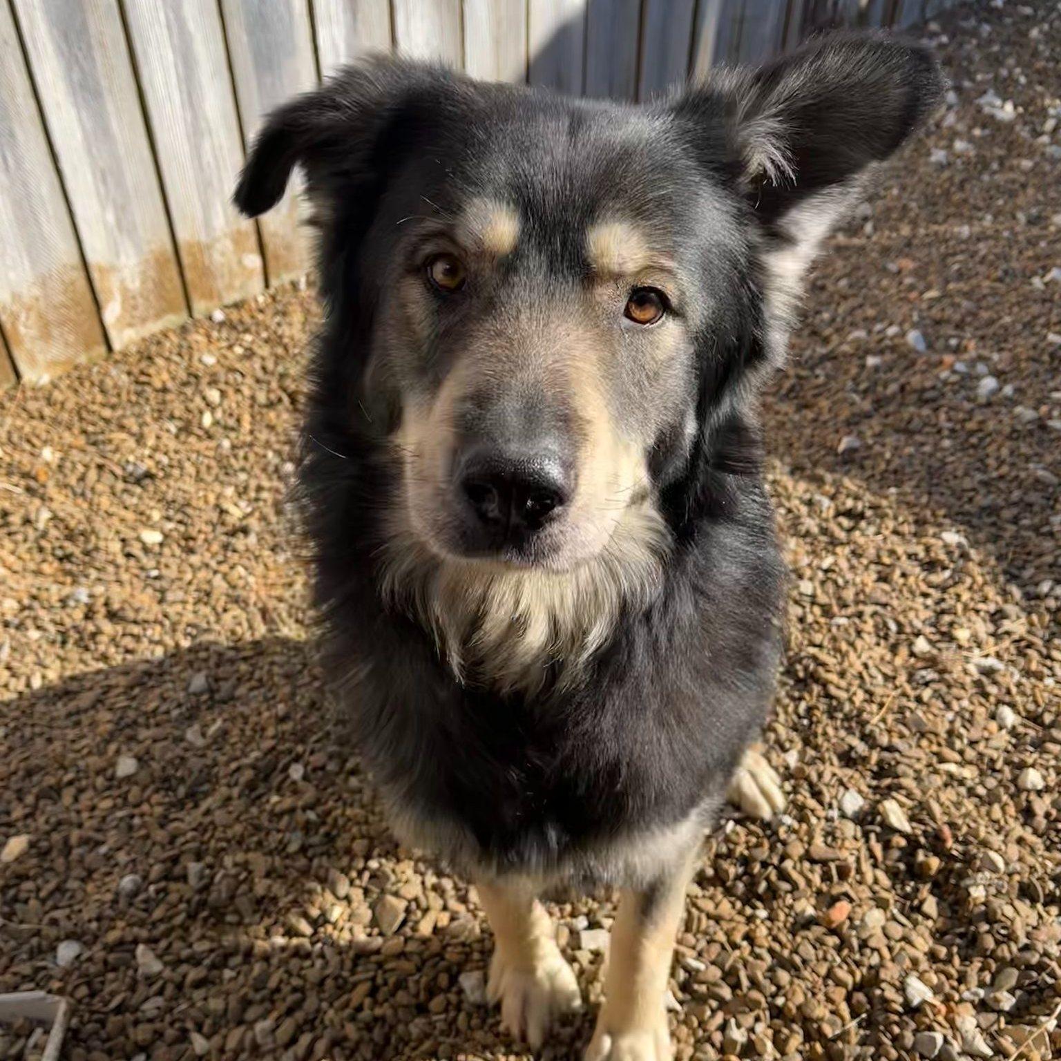 Balto, a ADOPTABLE mixed breed in Centerton, AR image 1/3