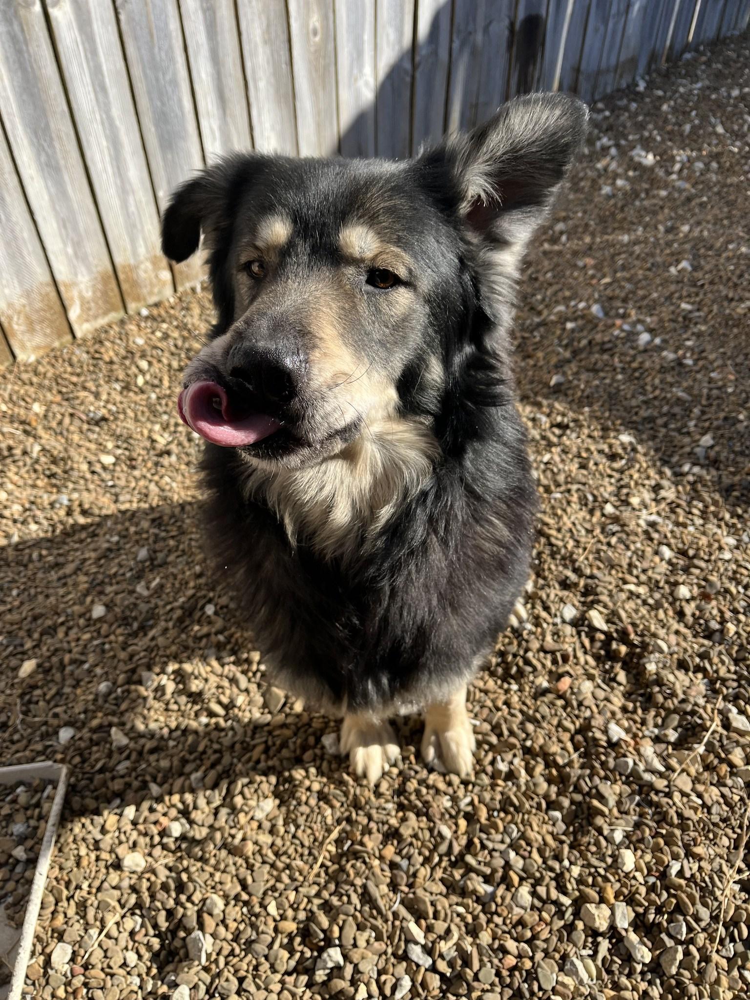 Balto, a ADOPTABLE mixed breed in Centerton, AR image 2/3
