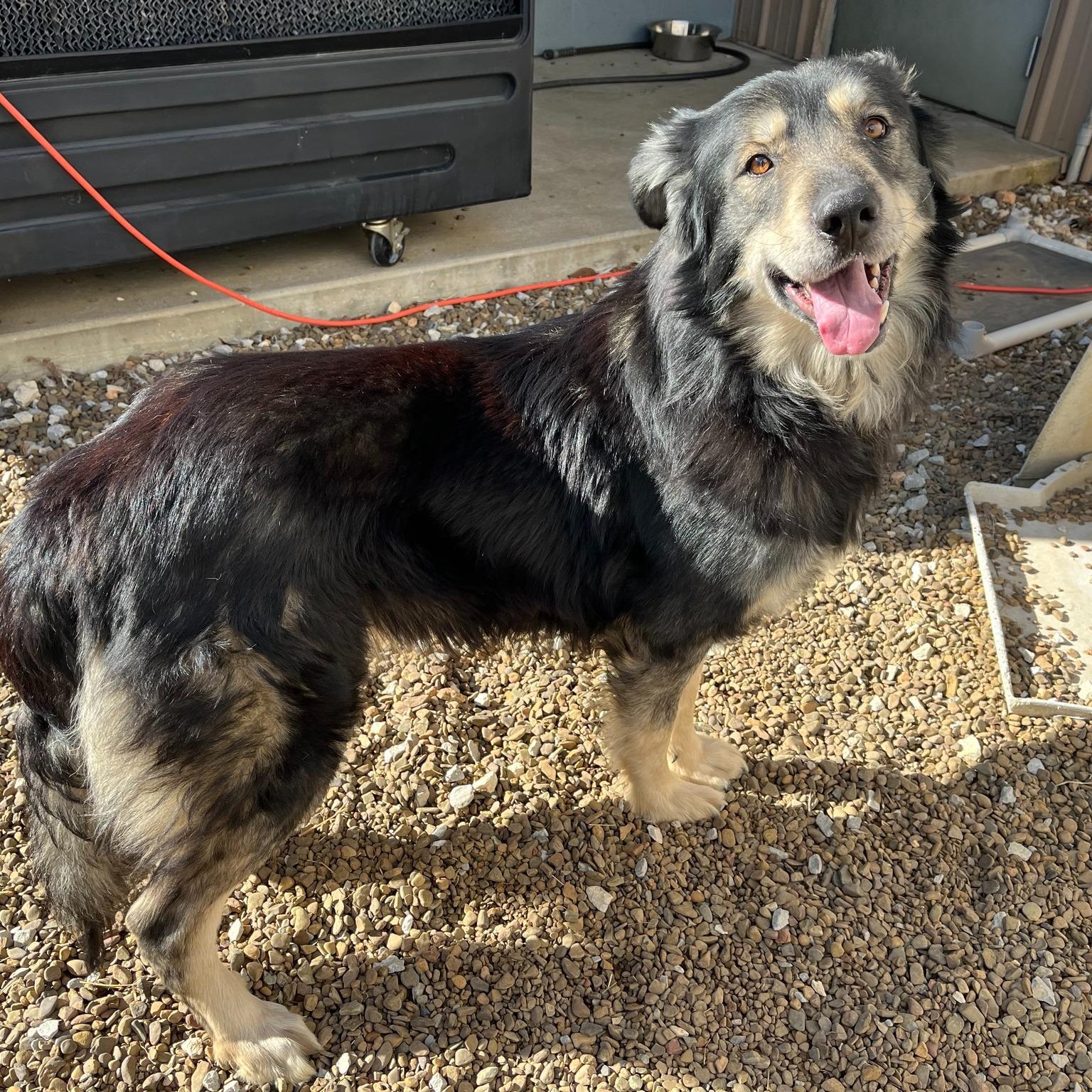 Balto, a ADOPTABLE mixed breed in Centerton, AR image 3/3