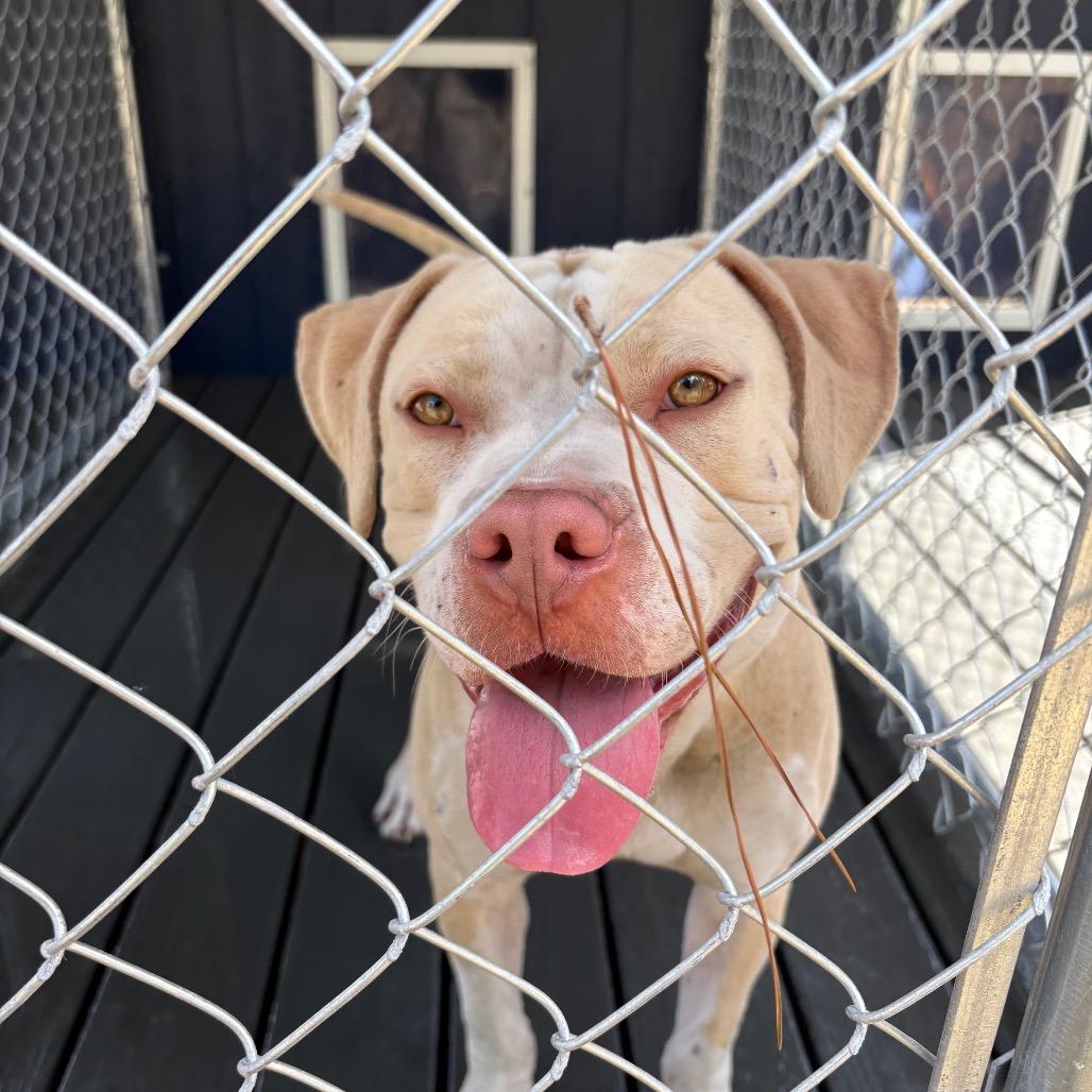 Enlarge Honcho, a Adoptable American Bulldog in Hinesville, GA image 1/3