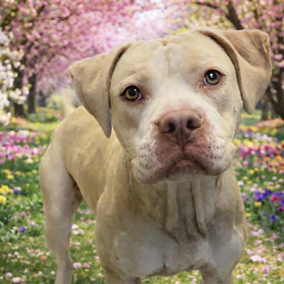 Enlarge Honcho, a Adoptable American Bulldog in Hinesville, GA image 2/3