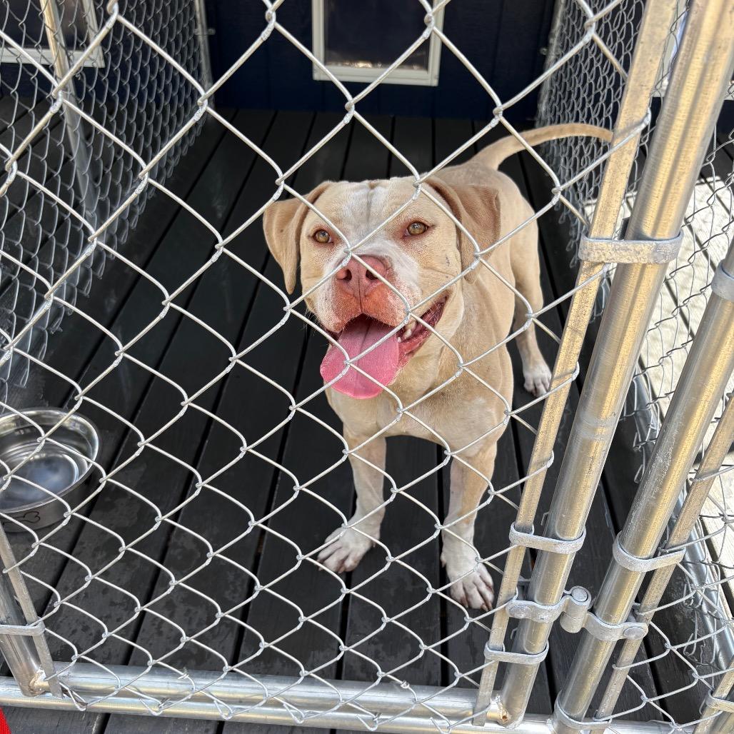 Enlarge Honcho, a Adoptable American Bulldog in Hinesville, GA image 3/3