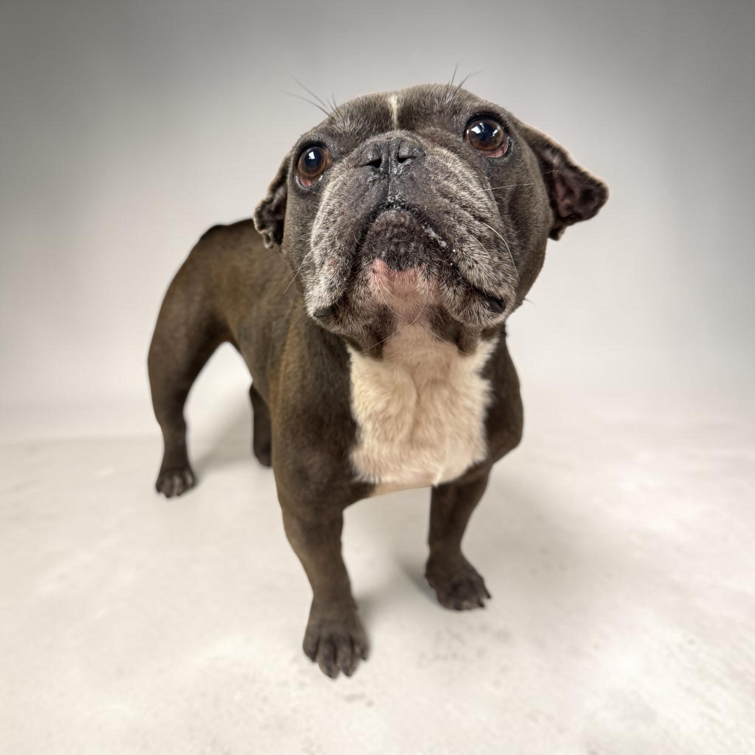 Winston, an adopted mixed breed in Kenosha, WI image 2/4