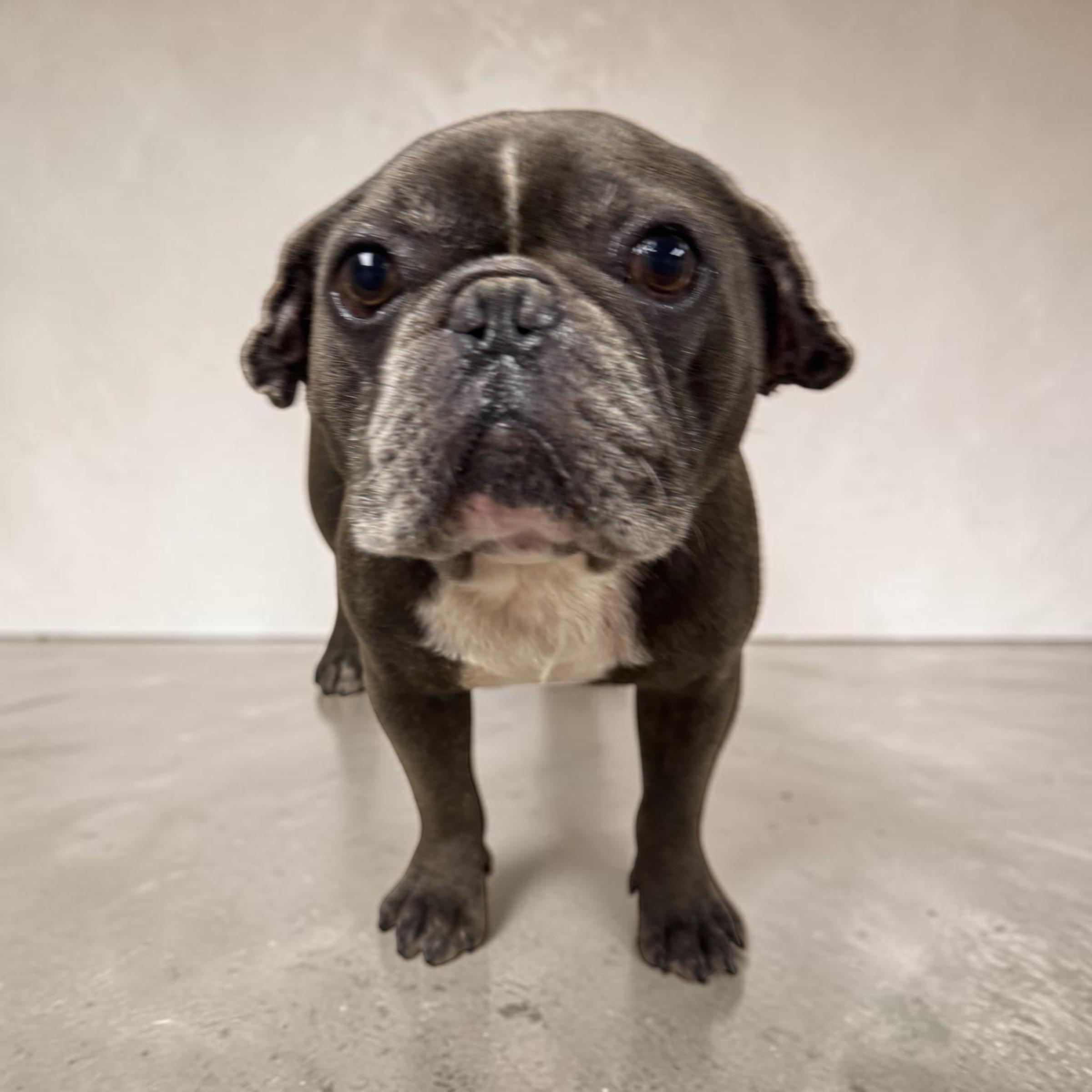 Winston, an adopted mixed breed in Kenosha, WI image 3/4