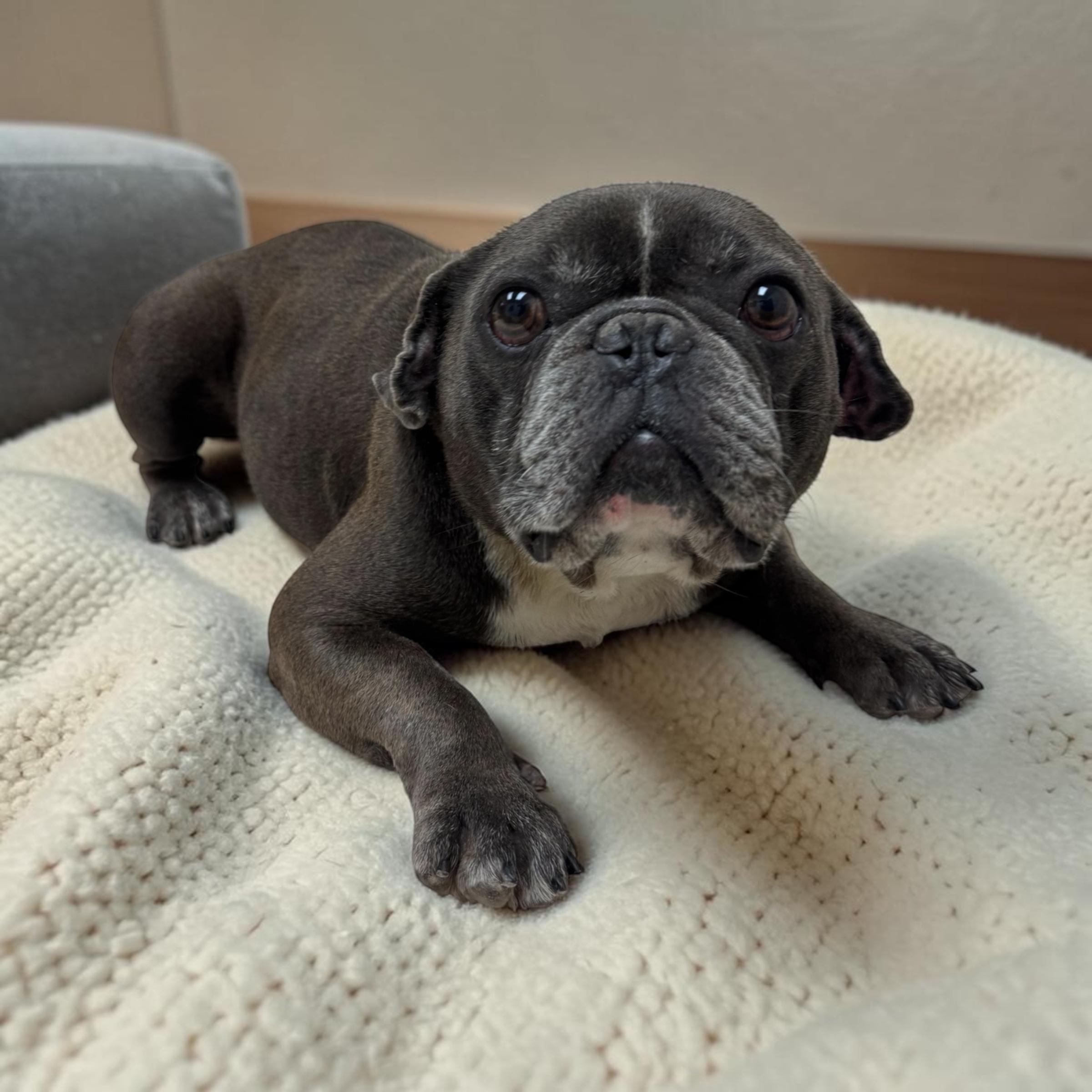 Winston, an adopted mixed breed in Kenosha, WI image 1/4