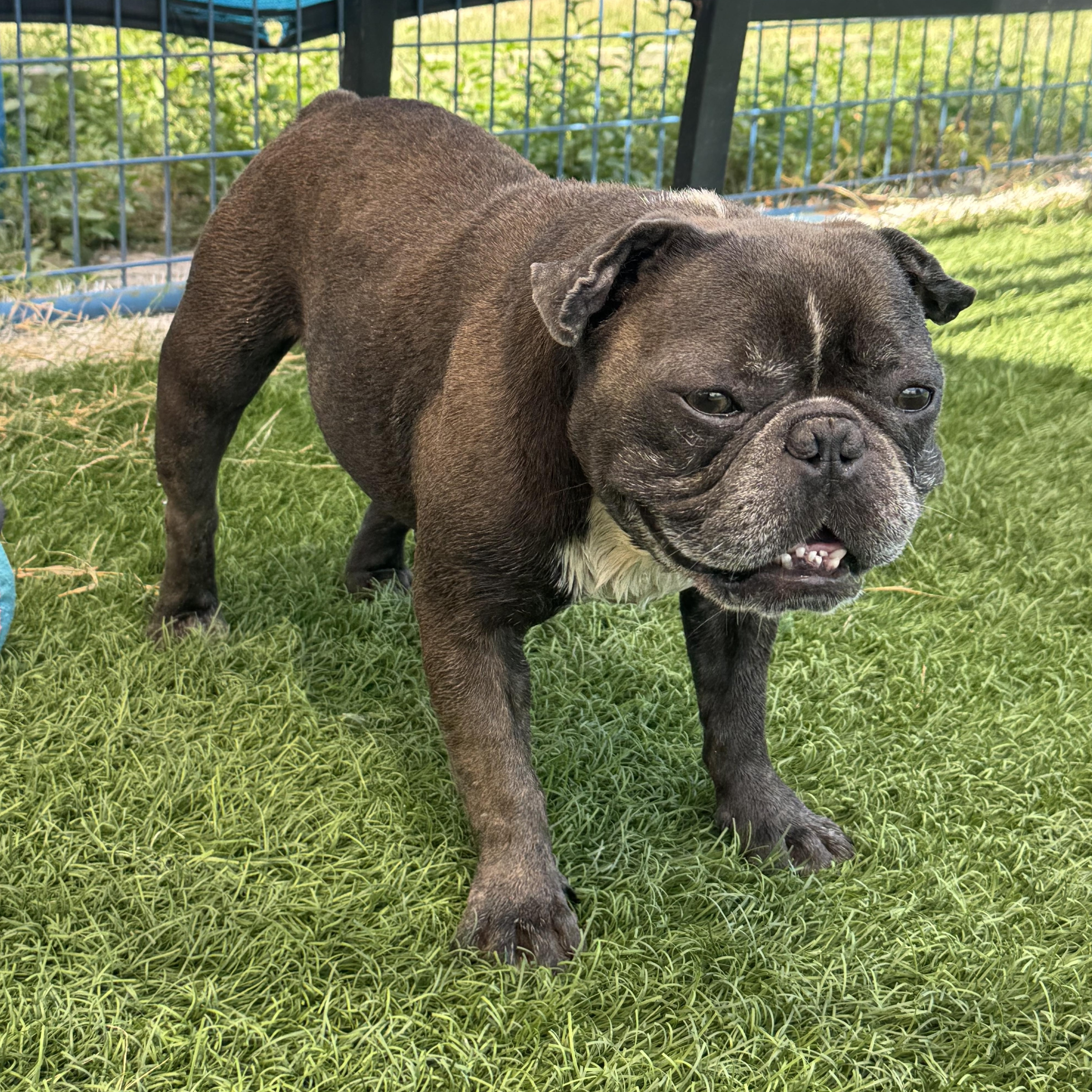Winston, an adopted mixed breed in Kenosha, WI image 4/4