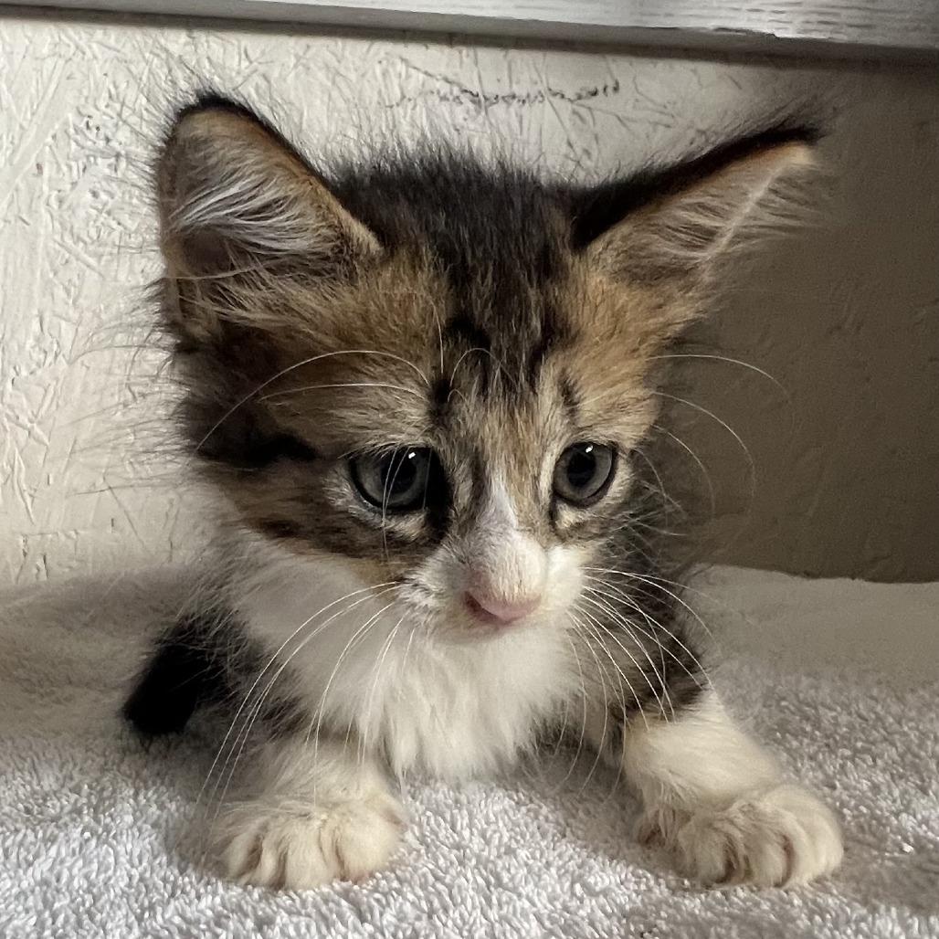 Dynamite Shrimp A26-172, Adoptable, Kitten Female Domestic Short Hair.