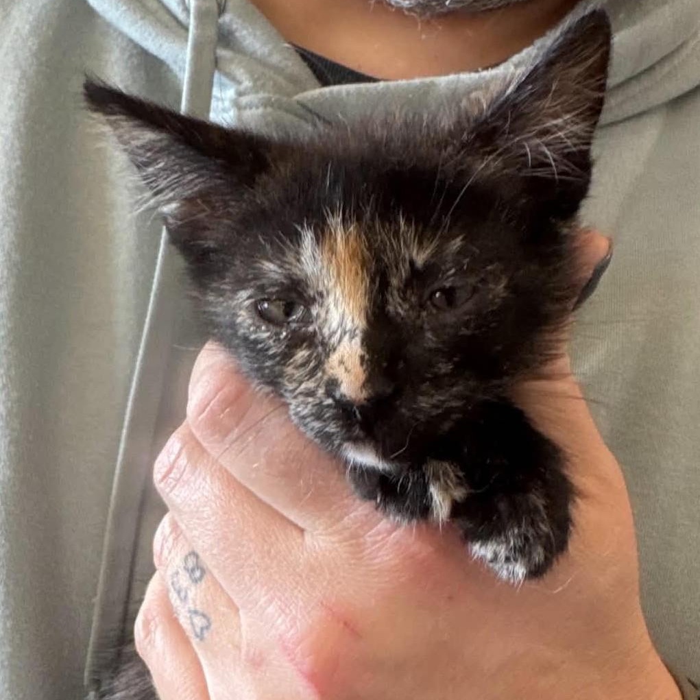 Enlarge Cee Cee, a Adopted Tortoiseshell in Tehachapi, CA image 1/2