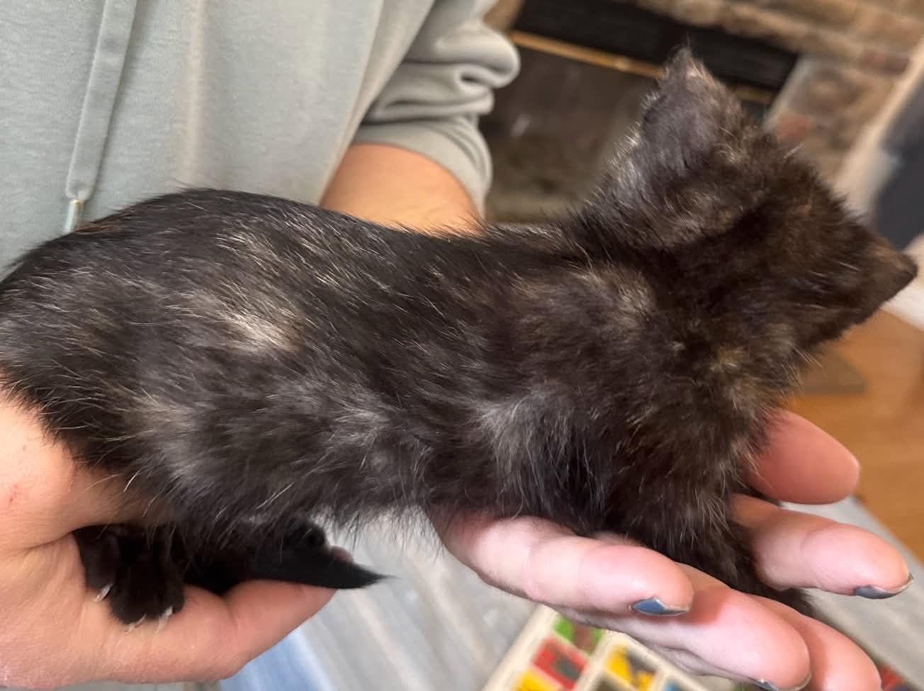 Enlarge Cee Cee, a Adopted Tortoiseshell in Tehachapi, CA image 2/2