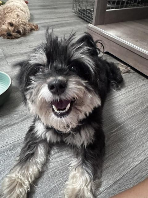 ARLO, an adopted mixed breed in Wyandotte, MI image 6/6