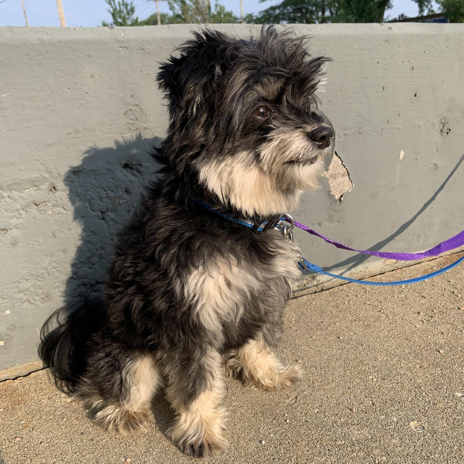 ARLO, an adopted mixed breed in Wyandotte, MI image 2/6