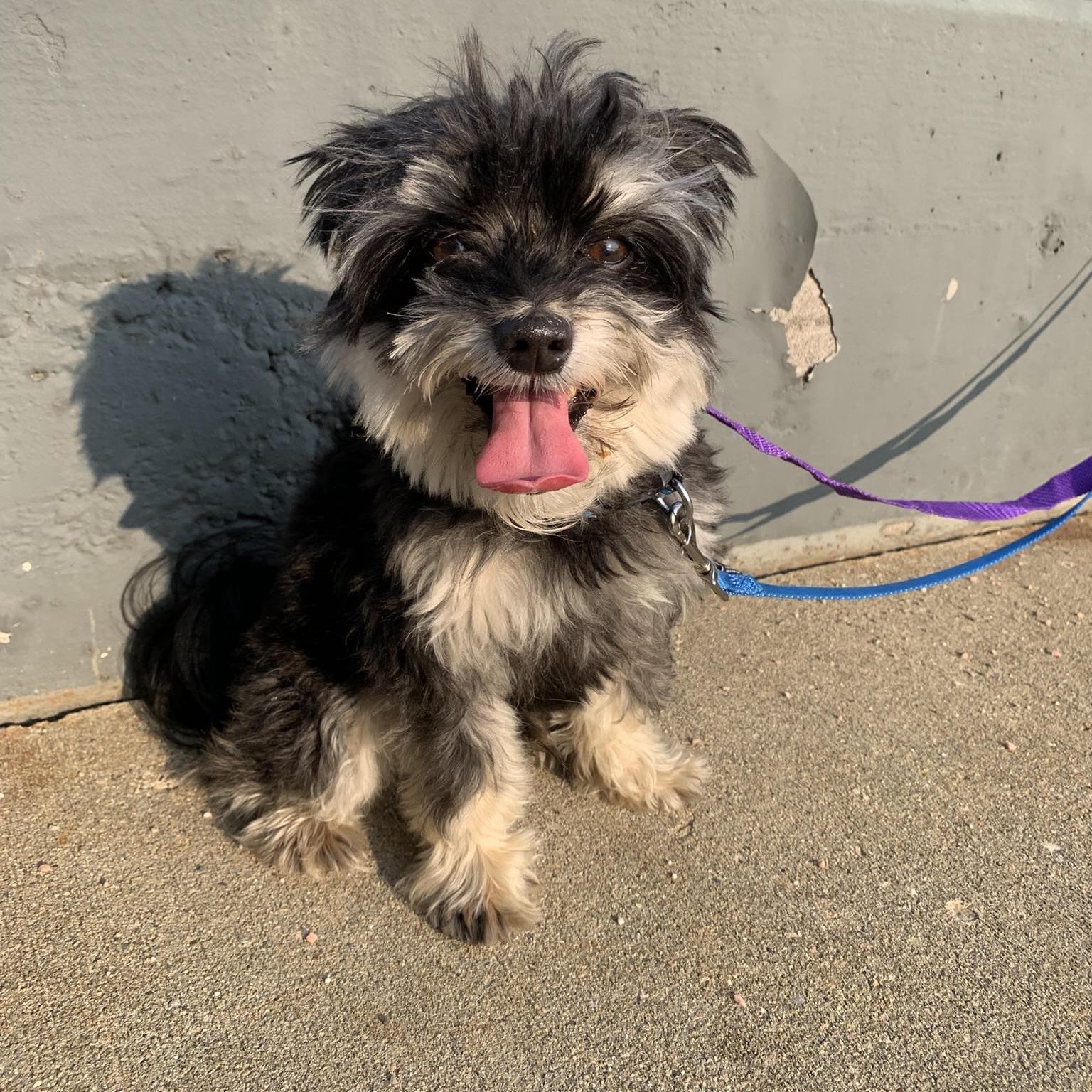 ARLO, adopted, Adult Male Yorkie Poo & Schnauzer.