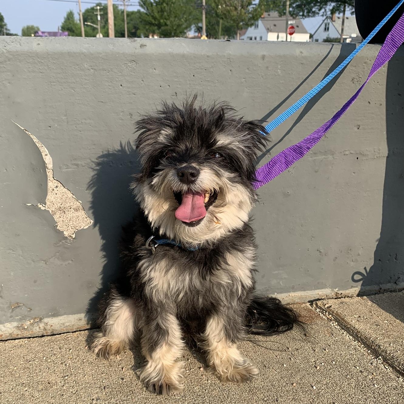 ARLO, an adopted mixed breed in Wyandotte, MI image 4/6