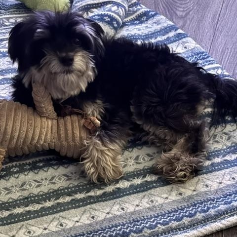 ARLO, an adopted mixed breed in Wyandotte, MI image 5/6