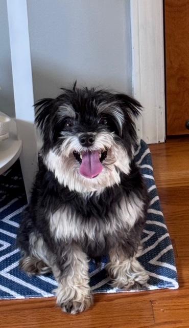 ARLO, an adopted mixed breed in Wyandotte, MI image 3/6