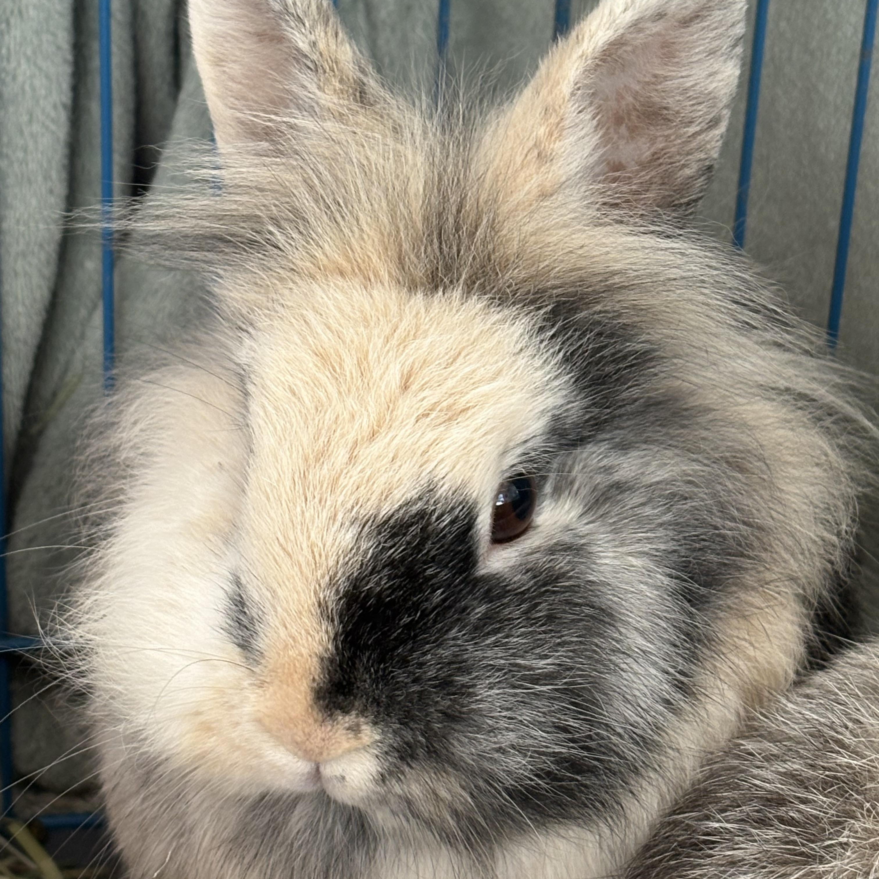 Enlarge PomPom & Purin, a ADOPTABLE Lionhead in Eugene, OR image 2/3