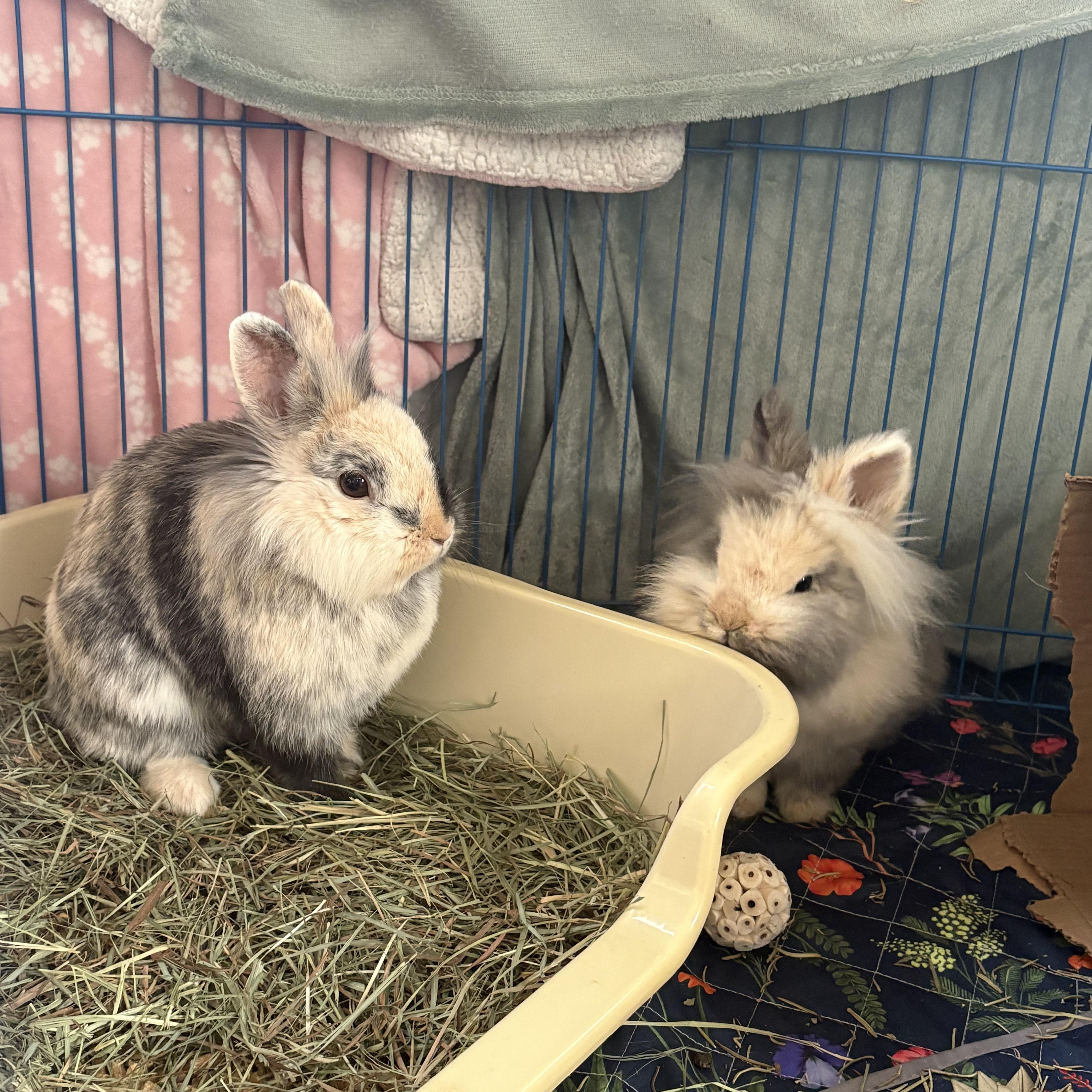 PomPom & Purin, ADOPTABLE, Young Female Lionhead.