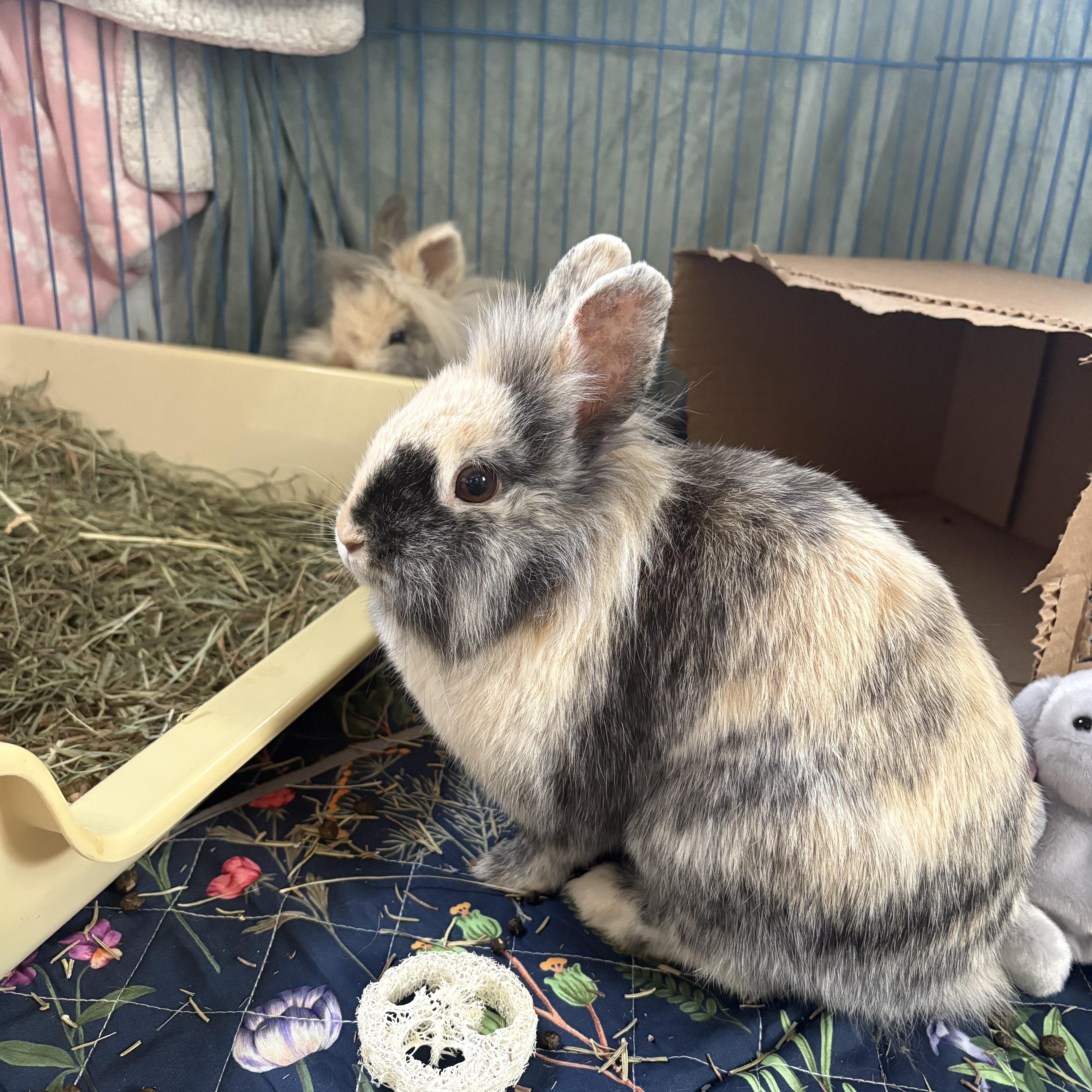 Enlarge PomPom & Purin, a ADOPTABLE Lionhead in Eugene, OR image 3/3