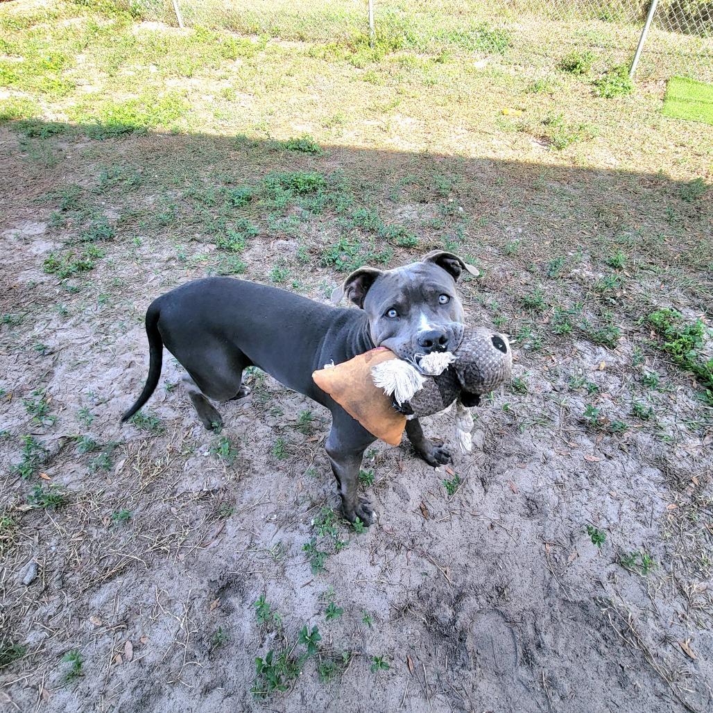 Enlarge Cranberry, a Adoptable Staffordshire Bull Terrier in Lake Panasoffkee, FL image 2/6