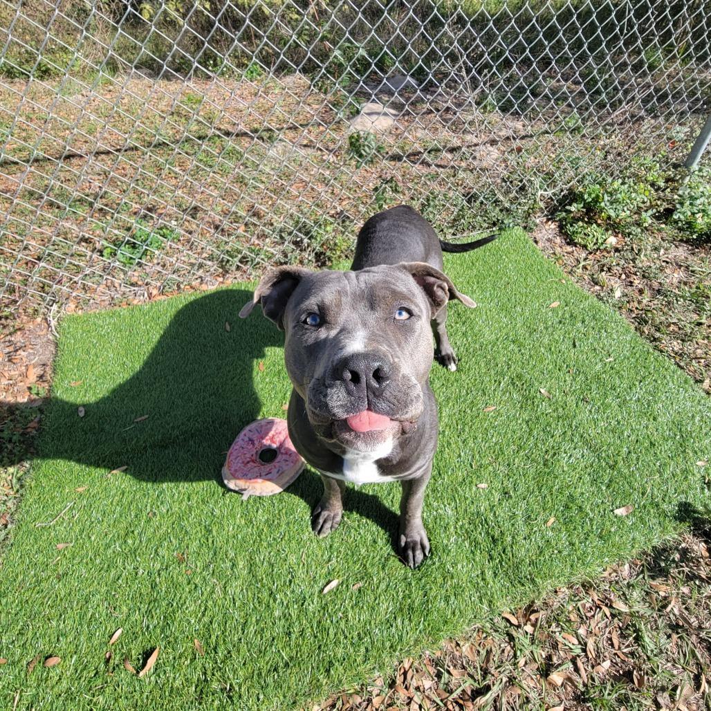 Enlarge Cranberry, a Adoptable Staffordshire Bull Terrier in Lake Panasoffkee, FL image 3/6