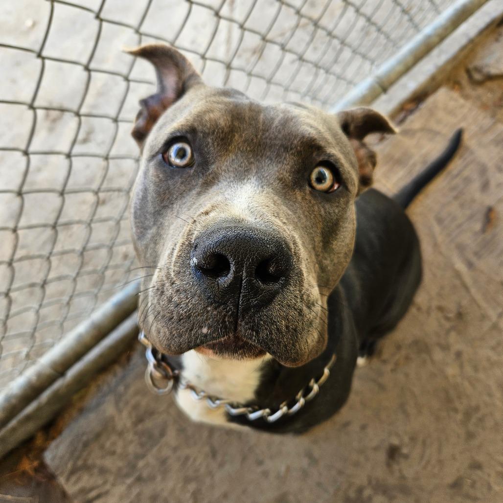 Enlarge Cranberry, a Adoptable Staffordshire Bull Terrier in Lake Panasoffkee, FL image 4/6
