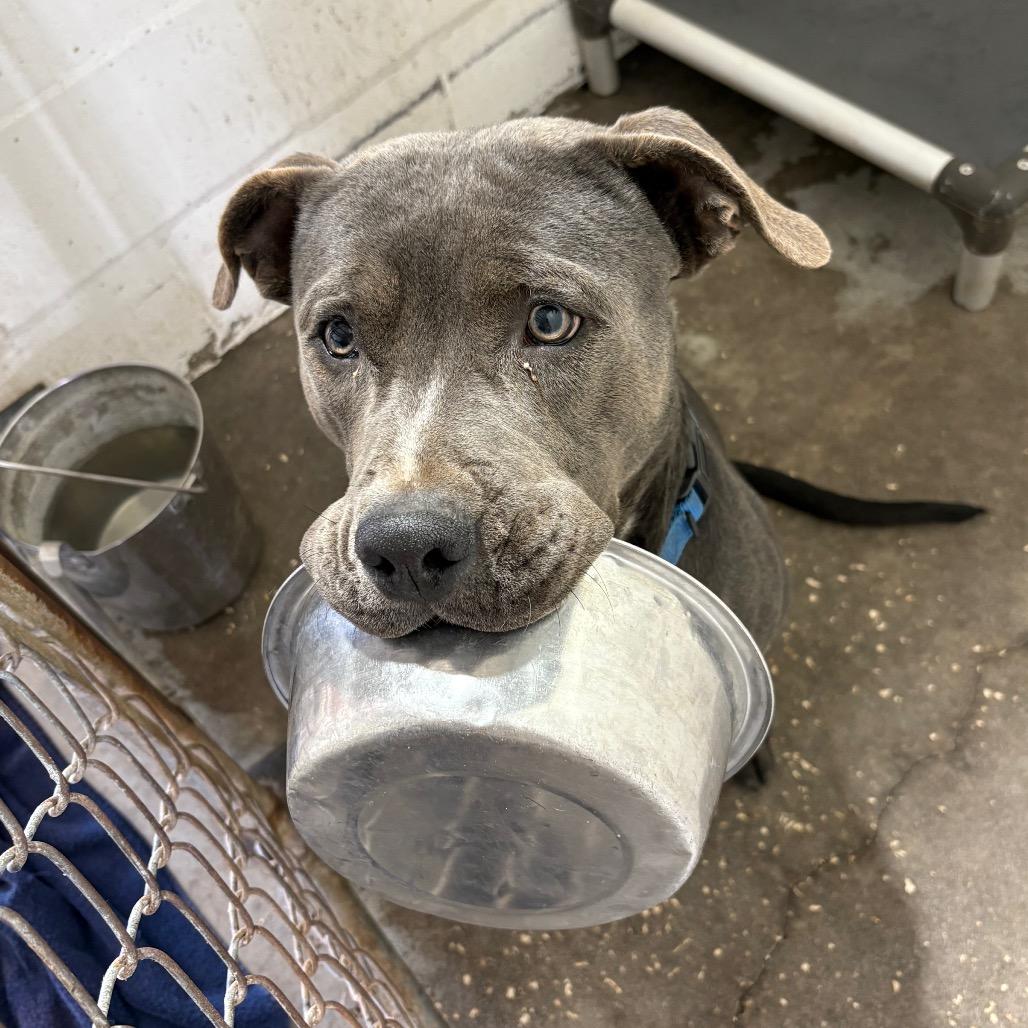 Enlarge Cranberry, a Adoptable Staffordshire Bull Terrier in Lake Panasoffkee, FL image 5/6