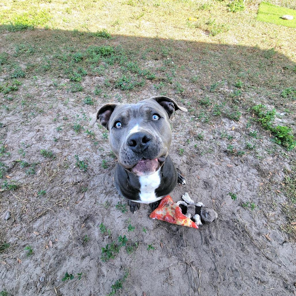 Enlarge Cranberry, a Adoptable Staffordshire Bull Terrier in Lake Panasoffkee, FL image 6/6