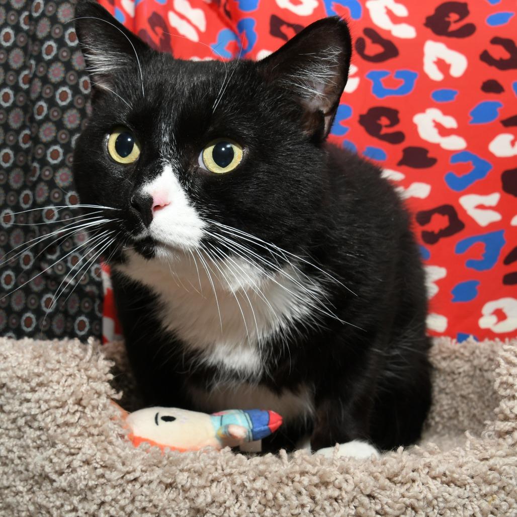 Enlarge Homer, a Adoptable Domestic Short Hair in Natick, MA image 1/4