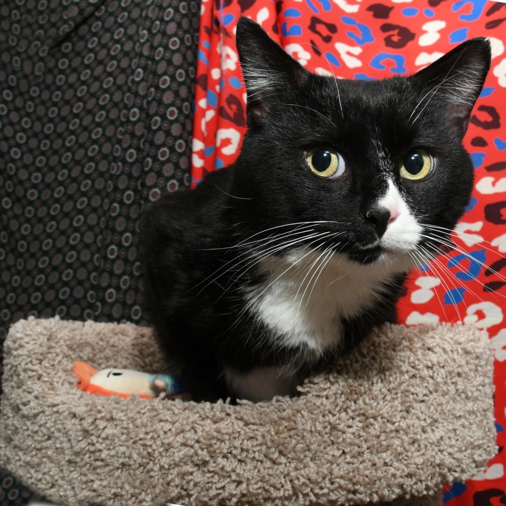 Enlarge Homer, a Adoptable Domestic Short Hair in Natick, MA image 2/4