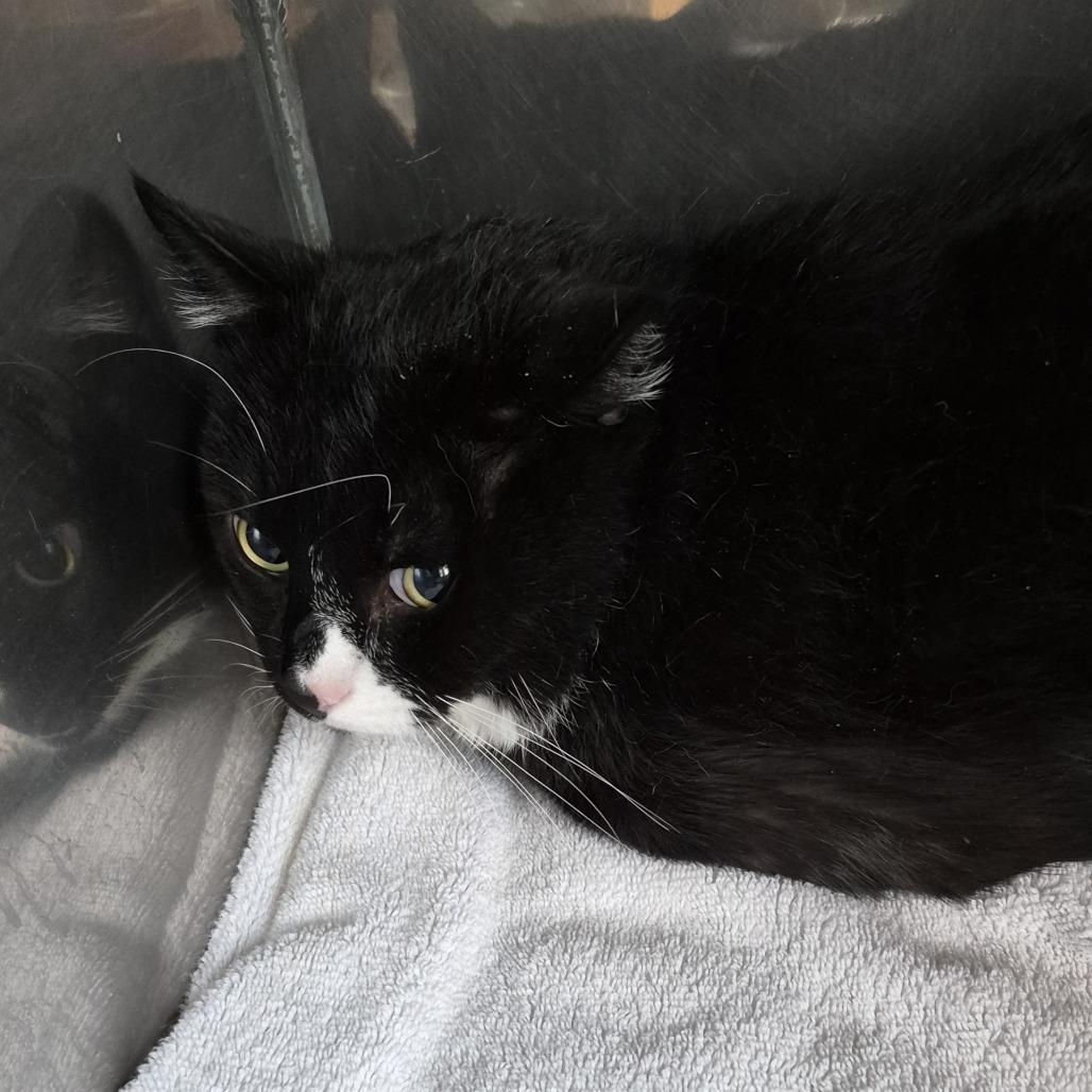 Enlarge Homer, a Adoptable Domestic Short Hair in Natick, MA image 3/4