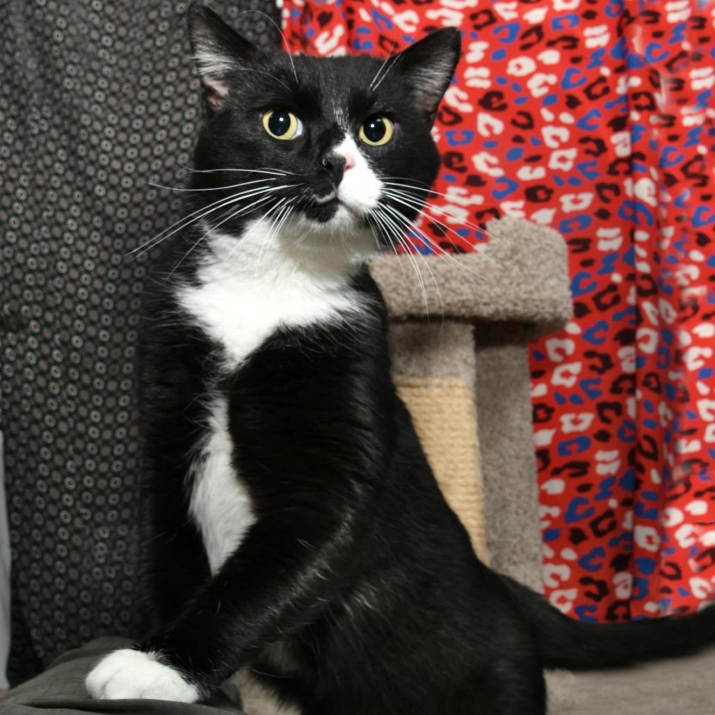 Enlarge Homer, a Adoptable Domestic Short Hair in Natick, MA image 4/4