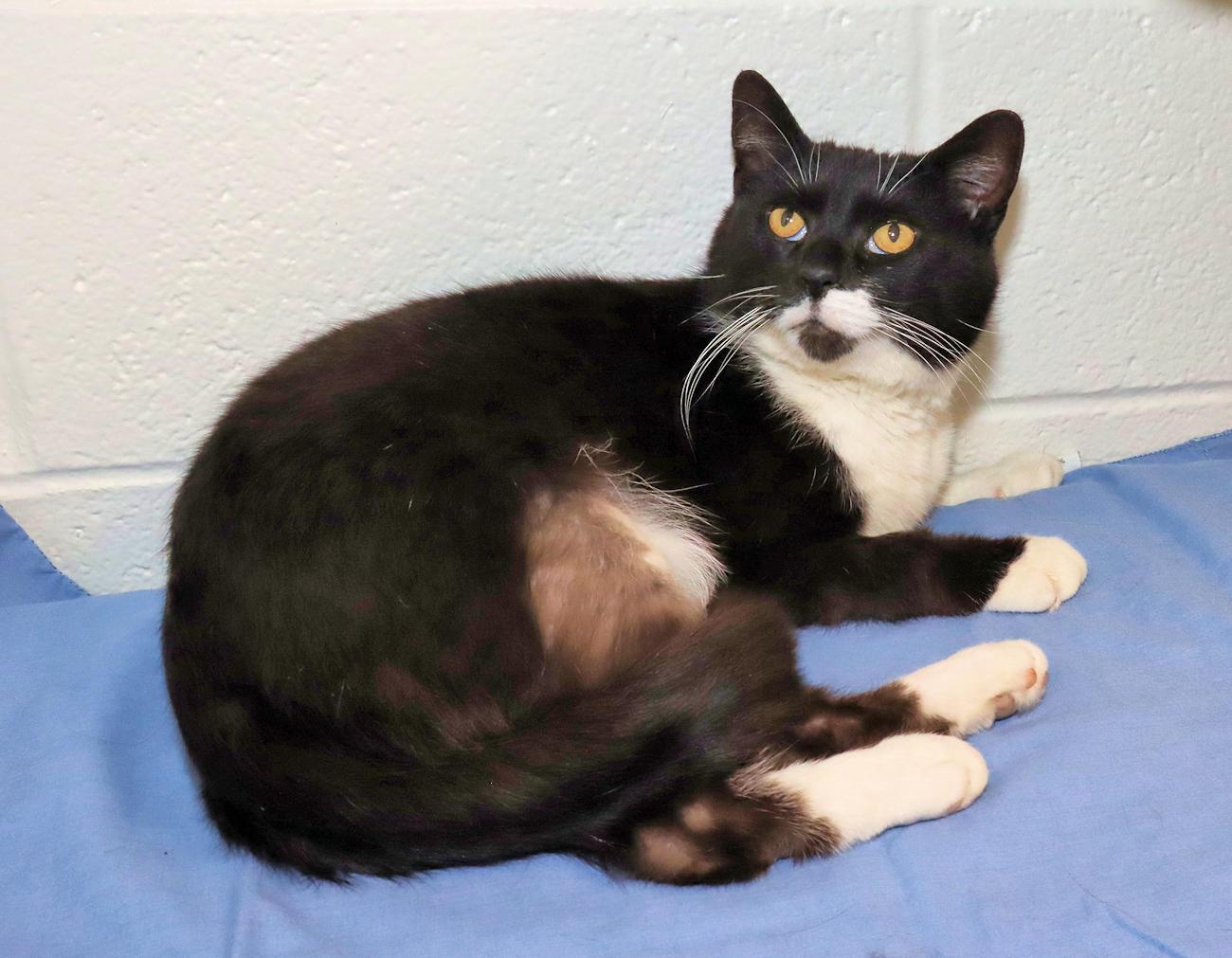 Enlarge Mr. Whiskers, an adopted Domestic Short Hair in Euclid, OH image 3/6