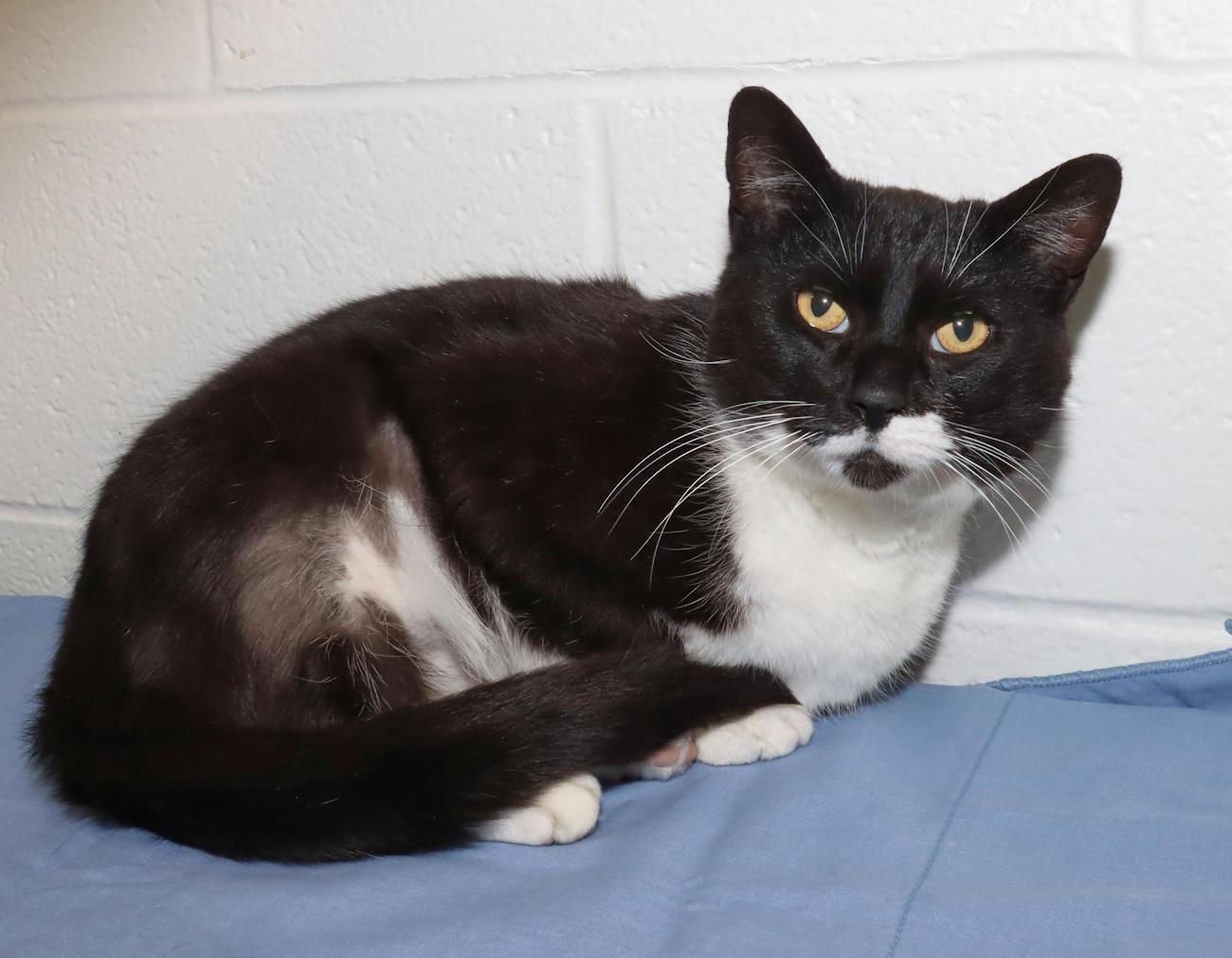 Enlarge Mr. Whiskers, an adopted Domestic Short Hair in Euclid, OH image 5/6