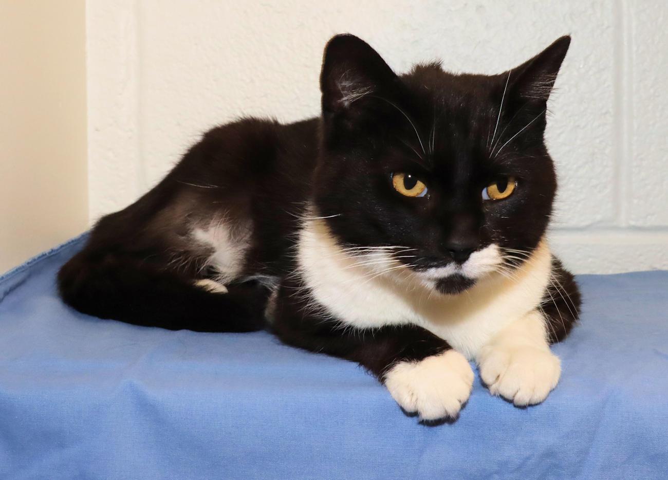 Enlarge Mr. Whiskers, an adopted Domestic Short Hair in Euclid, OH image 4/6