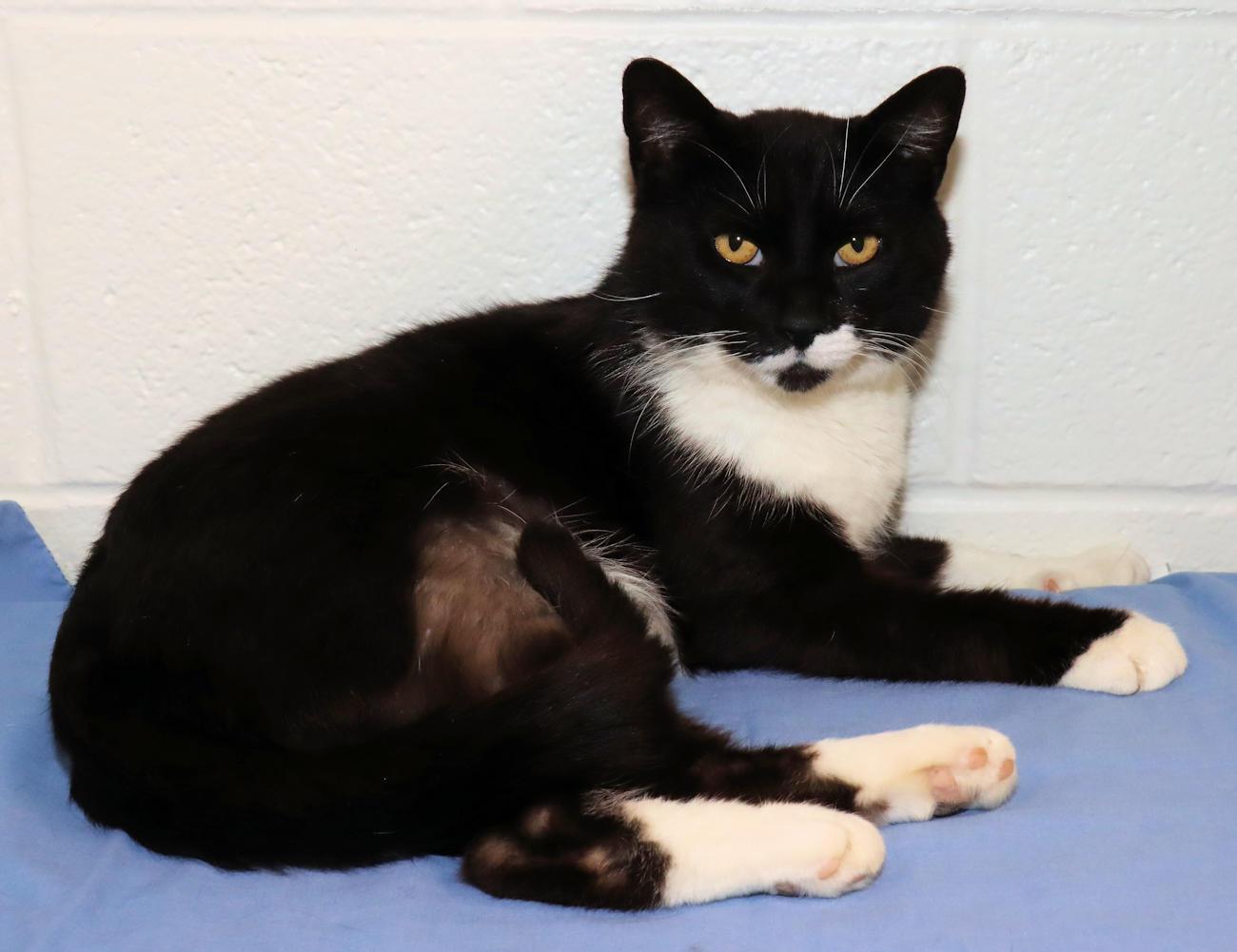 Enlarge Mr. Whiskers, an adopted Domestic Short Hair in Euclid, OH image 6/6