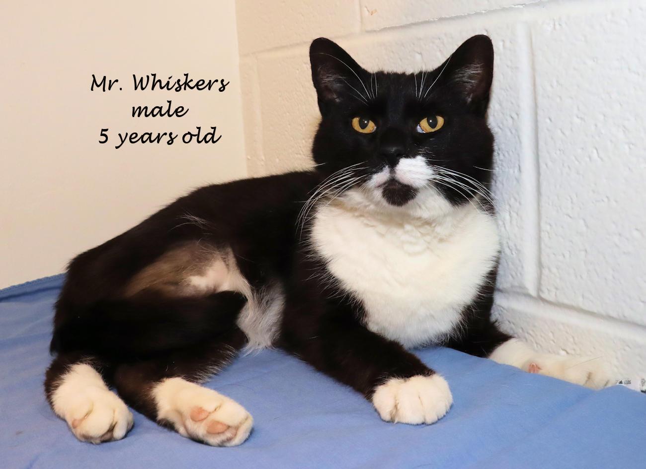 Enlarge Mr. Whiskers, an adopted Domestic Short Hair in Euclid, OH image 2/6