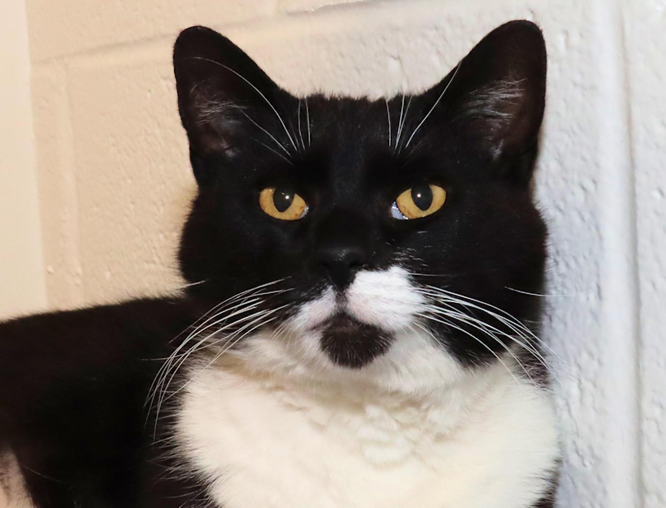 Mr. Whiskers, adopted, Adult Male Domestic Short Hair.