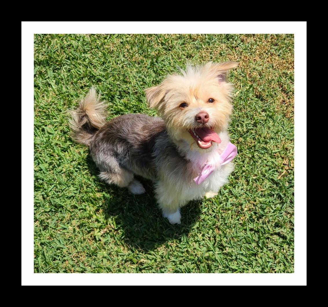 Enlarge PRINCESS (PLEASE submit an application @ southernstaranimalrescue.org), a Adopted mixed breed in Winchester, CA image 1/2