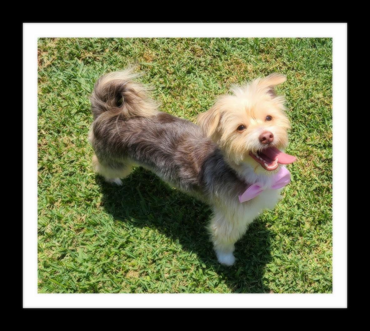 Enlarge PRINCESS (PLEASE submit an application @ southernstaranimalrescue.org), a Adopted mixed breed in Winchester, CA image 2/2