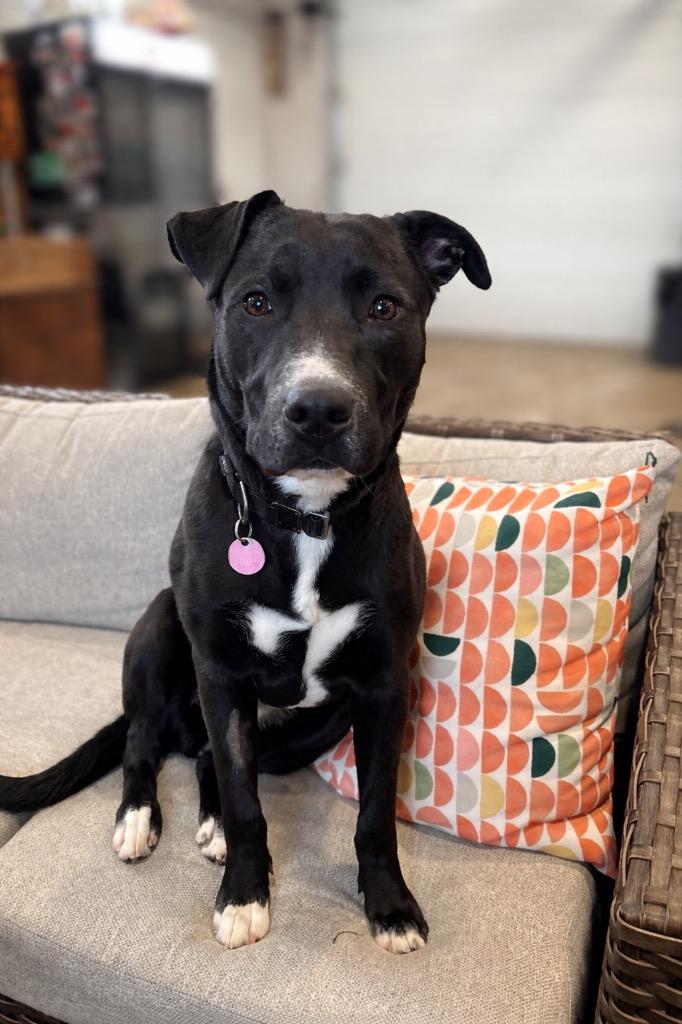 Enlarge Nova, a Adoptable mixed breed in Winnipeg, MB image 1/1