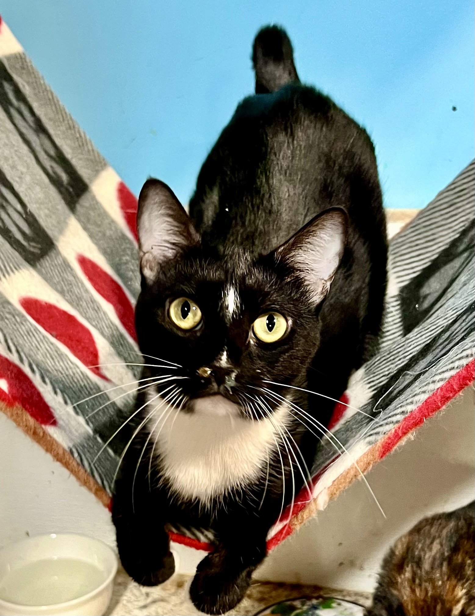 Ashely, Adoptable, Young Female Tuxedo.